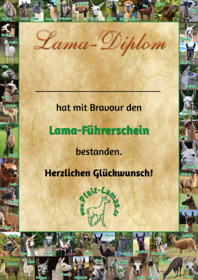 Pfalz-Lamas „Führerschein”